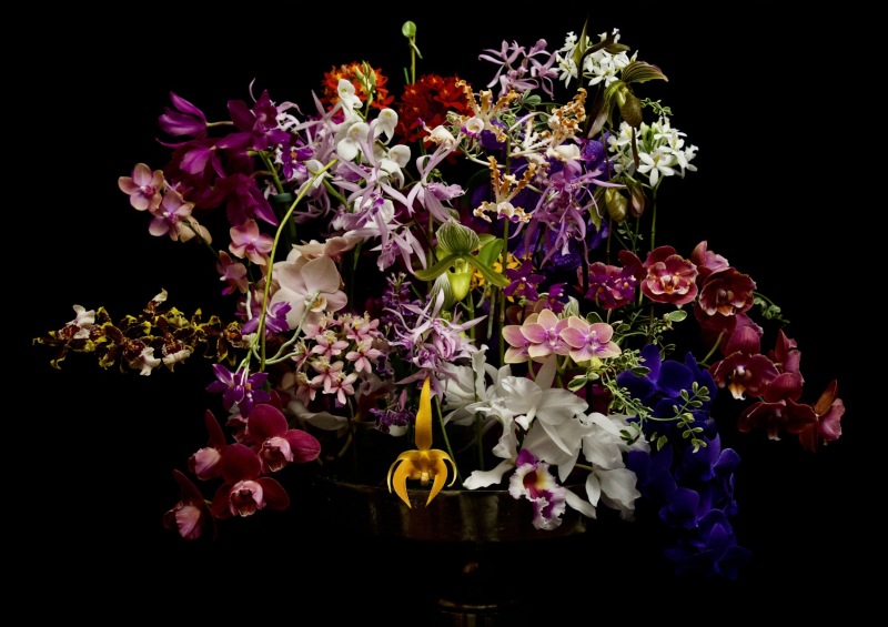 Title：『Orchid』