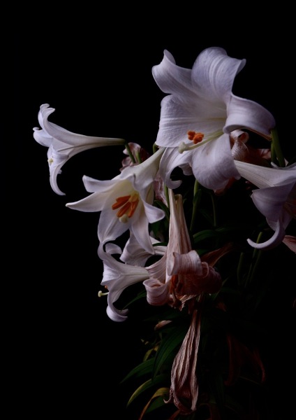 Title：『Lilys Moment』