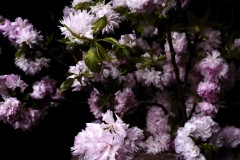 Title：『The Aesthetics of Nature』